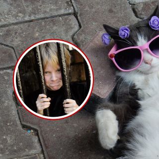 Viral: Enjuician a mujer por alimentar a "Leo", el gato de su vecino