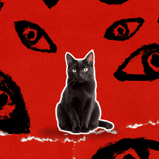 ¿Qué dice la psicología de las personas que odian a los gatos?