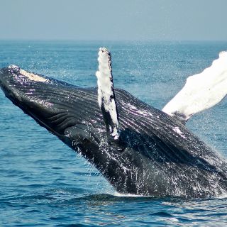 Hallan ballena muerta en aguas de Progreso, Yucatán