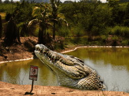 En este época del año, por las lluvias, es común la proliferación de cocodrilos en este tipo de zonas debido a que con la crecida de ríos y cuerpos de agua es más fácil su movilización para la búsqueda de alimento. NTX / ARCHIVO
