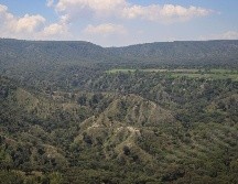 En el bosque La Primavera se han presentado 49 incendios forestales en lo que va del año, con una afectación de poco más de mil 900 hectáreas.