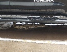 Tres cocodrilos reportados en zonas urbanas de Puerto Vallarta fueron reubicados a su hábitat. ESPECIAL / FACEBOOK Comisaría de Seguridad Pública de Puerto Vallarta