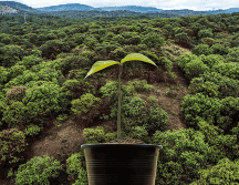 El gobernador Pablo Lemus anunció que en el Bosque La Primavera se sembrarán 25 mil ejemplares de especies nativas. EL INFORMADOR / A. Navarro