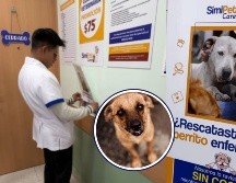 Esta acción llega en un momento clave, cuando 70 % de los 23 millones de perros en México vive en la calle.  INSTAGRAM/simipetcare