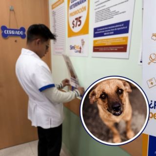 Veterinaria del Dr. Simi ofrece ayuda gratuita a perros rescatados