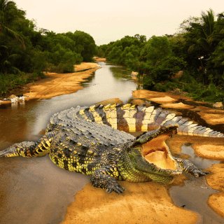 Vallarta ADVIERTE a propietarios de perros por ataques de cocodrilos