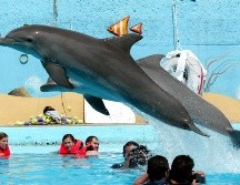 En México hay más de 350 delfines en cautiverio. EL INFORMADOR/ ARCHIVO