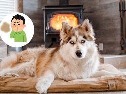 Te recomendamos no utilizar lejía ni amoníaco debido a que estos productos incitan a los perros a hacer sus necesidades en el mismo sitio. CANVA