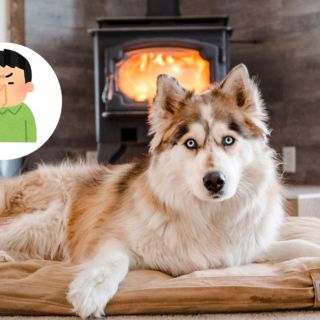 Así puedes eliminar el olor a orina de perro con remedios caseros