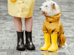 No olvides cuidar y proteger a tus mascotas en esta temporada de lluvias. Recuerda que ellos también se espantan, sienten frío y corren peligro. ESPECIAL