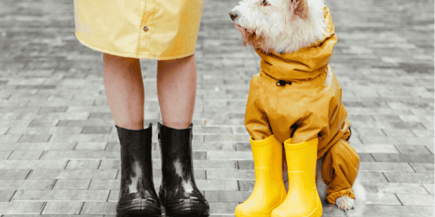 Medidas para evitar que tu perro huela mal en temporada de lluvias | El ...