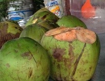 El agua de coco es rica en carbohidratos, electrolitos como potasio, sodio y magnesio, y se utiliza frecuentemente para tratar la deshidratación. NTX / ARCHIVO