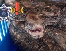 Una boa constrictor fue rescatada de un domicilio de Guadalajara. ESPECIAL / FACEBOOK Policía de Guadalajara