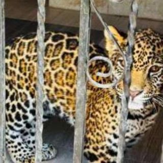 Aseguran animales exóticos durante desmantelamiento de red de huachicol