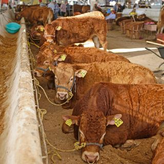 Caen precios del ganado por plaga de gusano barrenador