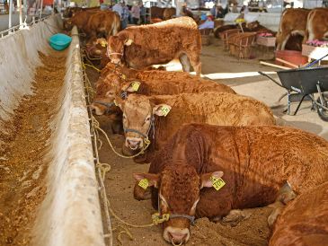 Ganado bovino en pastoreo en Jalisco, una de las regiones más importantes para la producción pecuaria en México. EL INFORMADOR