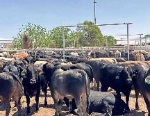 La reapertura es resultado de los acuerdos alcanzados entre la secretaria de Agricultura de Estados Unidos, Jennifer Moffitt Rawlings, y el subsecretario mexicano Julio Berdegué. SUN/ARCHIVO