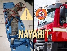 Dos reptiles desorientados en zonas urbanas de Nayarit fueron reubicados por Bomberos del estado. ESPECIAL / FACEBOOK Secretaría de Seguridad y Protección Ciudadana de Nayarit