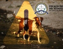 En municipio de San Luis Potosí se investiga el presunto envenenamiento masivo de perros. EL INFORMADOR / ARCHIVO