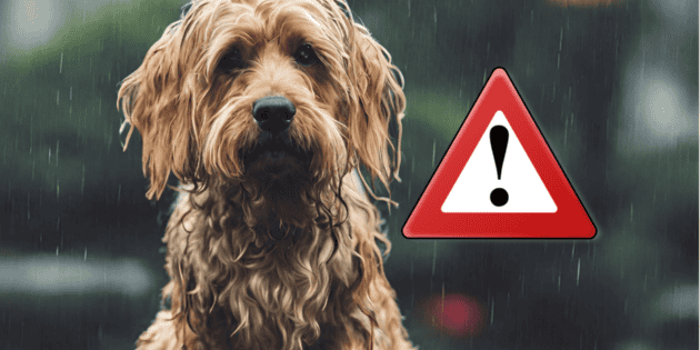 Así debes cuidar a tu perro durante la temporada de lluvias | El Informador