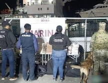 Este importante aseguramiento fue llevado a cabo en Encenada, Baja California, con equipo cacnino espcializado. ESPECIAL