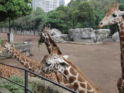 Actualmente, el centro alberga a más de mil 200 ejemplares de más de 200 especies de fauna silvestre. SUN/ARCHIVO.