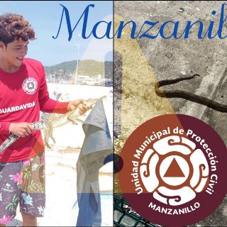 Guardavidas de Manzanillo reubican cocodrilo que estaba en playa y culebra en escuela primaria