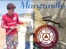 Dos reptiles silvestres fueron reubicados en Manzanillo. ESPECIAL / Facebook Protección Civil y Bomberos Manzanillo