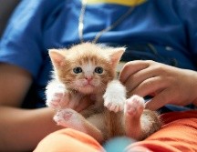 Para los niños, los animales de compañía pueden convertirse en sus mejores amigos y confidentes. UNSPLASH / A. Rutkowski