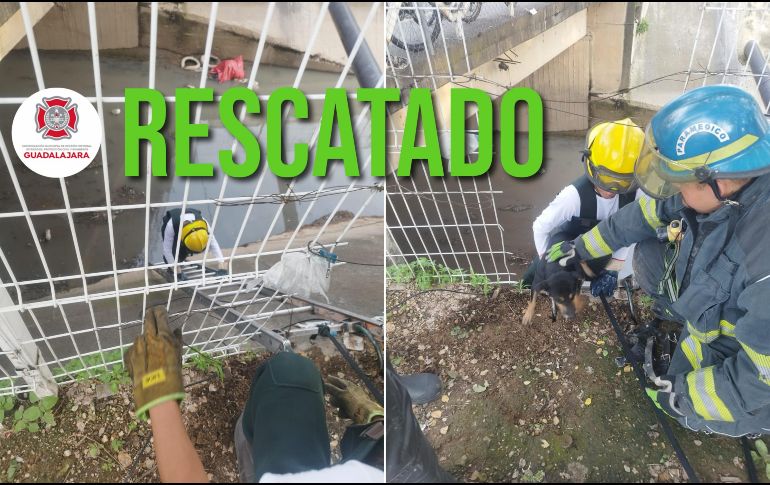 Protección Civil y Bomberos de Guadalajara rescataron a un perro que había ingresado a un canal de agua pluvial. ESPECIAL / FACEBOOK Protección Civil y Bomberos GDL