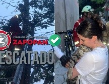 Bomberos de Zapopan rescatan a gato que no podía bajar de lo más alto de un árbol. ESPECIAL / FACEBOOK Protección Civil y Bomberos de Zapopan