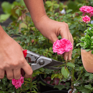TODO lo que debes saber sobre la poda de tus plantas