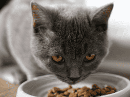 A los gatos les encanta la carne, por lo que puedes ofrecerle algunas proteínas animales para mantenerlos sanos. UNSPLASH / F. Wölke