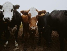Esta acción busca prevenir la propagación del parásito en territorio estadounidense. UNSPLASH
