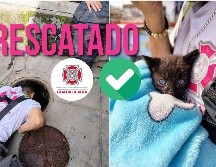 Un gato fue rescatado en el centro de Guadalajara cuando estaba cerca de irse por el drenaje. ESPECIAL / FACEBOOK Protección Civil y Bomberos GDL