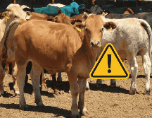 Los nuevs brotes de gusano barrenador causaron que titular de la Secretaría de Agricultura de Estados Unidos, Brooke Rollins, pidiera nuevamente el cierre de fronteras. SUN / ESPECIAL