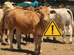 Los nuevs brotes de gusano barrenador causaron que titular de la Secretaría de Agricultura de Estados Unidos, Brooke Rollins, pidiera nuevamente el cierre de fronteras. SUN / ESPECIAL