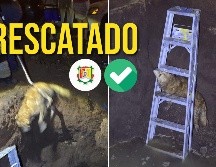 Elementos de Protección Ciudadana y Bomberos de Nayarit rescataron al perro atrapado con éxito. ESPECIAL / FACEBOOK Protección Ciudadana y Bomberos de Nayarit