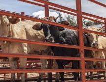 Estados Unidos decidió cerrar su frontera con México para el paso de ganado. EL INFORMADOR/ARCHIVO