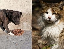 Entre enero y junio de 2025, la Fiscalía de Investigación en Delitos Ambientales y en Materia de Protección Urbana (FIDAMPU) inició 286 investigaciones por maltrato y crueldad animal y, mediante cateos, ha rescatado 189 animales. SUN / NTX / ARCHIVO