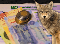 Gestores conocidos como “coyotes” aprovechan el desconocimiento de los trabajadores para lucrar con sus ahorros para el retiro. EL INFORMADOR / ARCHIVO