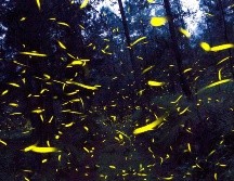 Por extraño que parezca, Jalisco es hábitat de cuarenta especies de luciérnagas. NTX / ARCHIVO