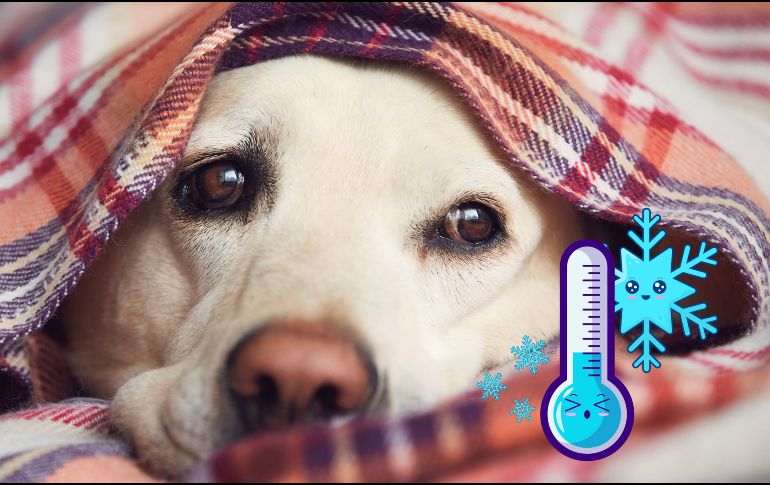 Tener una buena elección de espacios para que tus mascotas no sufran de frío, es primordial. ESPECIAL / CANVA