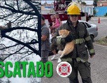Bomberos de Guadalajara lograron rescatar un gato a 15 metros de altura; ahora el felino busca a sus dueños. ESPECIAL / FACEBOOK Protección Civil y Bomberos GDL
