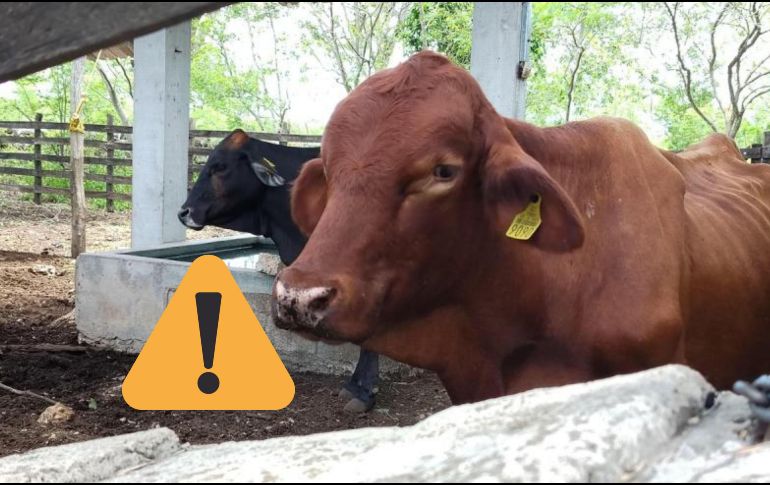 Piden reportar de inmediato cualquier caso sospechoso para controlar eficazmente la plaga. ESPECIAL / GOBIERNO DE YUCATÁN