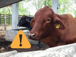 Piden reportar de inmediato cualquier caso sospechoso para controlar eficazmente la plaga. ESPECIAL / GOBIERNO DE YUCATÁN