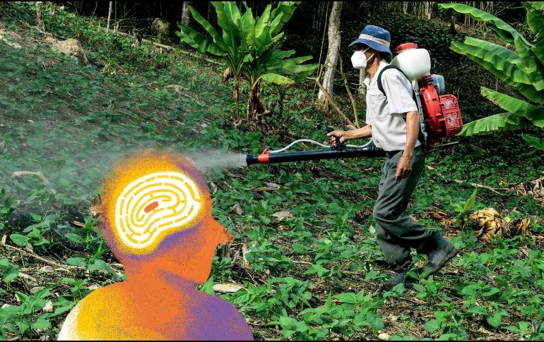 Entre los resultados, la académica encontró regiones cerebrales en donde se alteran las células dopaminérgicas. ESPECIAL / CANVA