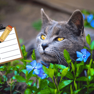 ¡Cuida a tu michi! Listado de flores que son tóxicas para tu gato (VIDEO)