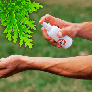 Aceites esenciales que ayudan a espantar mosquitos