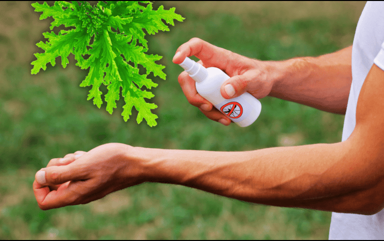 El aroma de algunas plantas actúa como barrera natural y además embellece los espacios. ESPECIAL / CANVA
